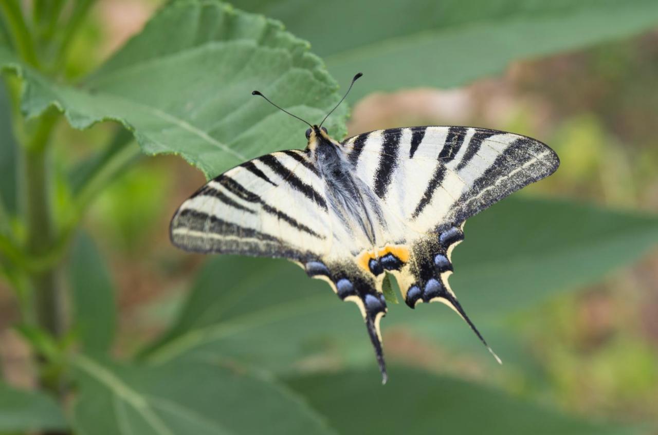 דירות פרוויץ' שפורינה Milica Garden מראה חיצוני תמונה